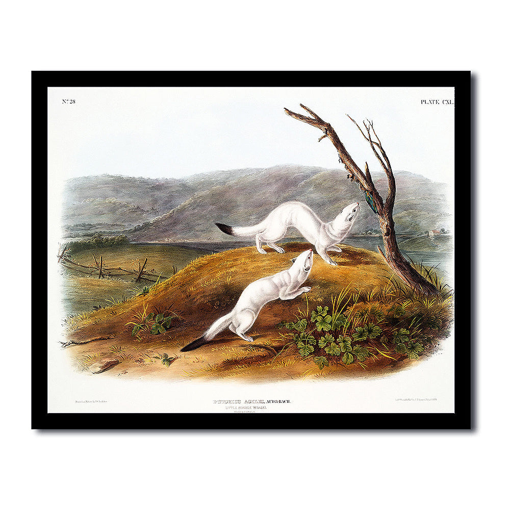 Little Nimble Weasel by John J. Audubon