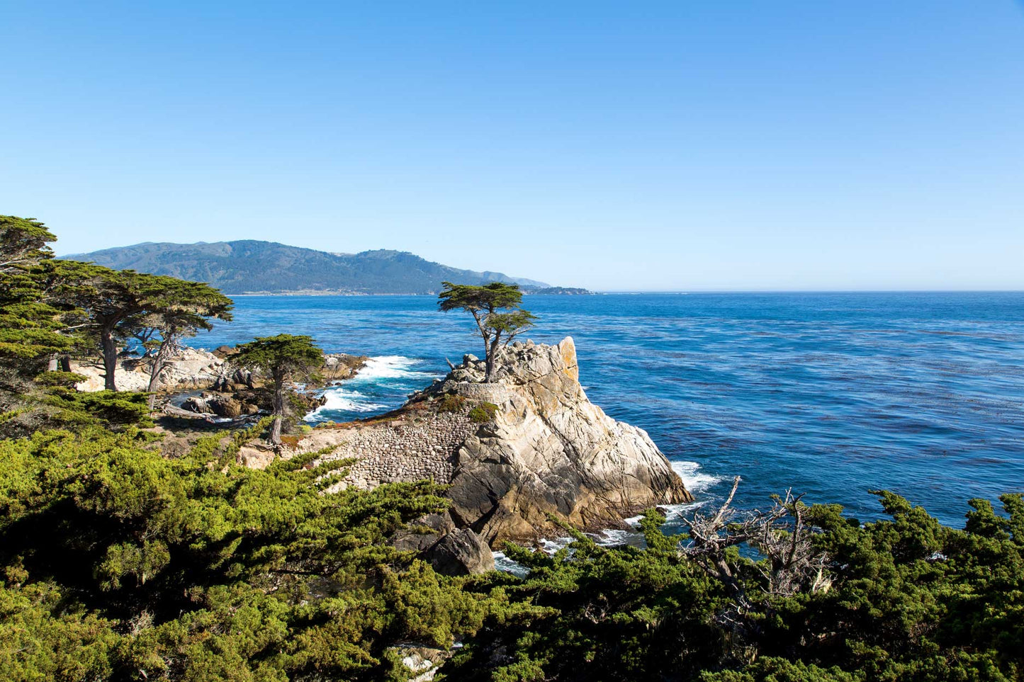 The Lone Cypress | Choose Style | Size & Trim Color