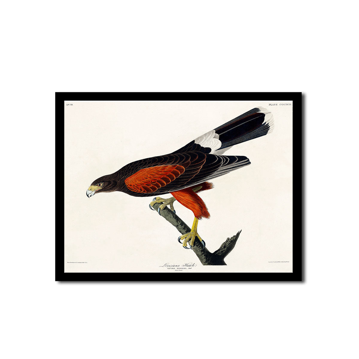 Louisiana Heron by John J. Audubon