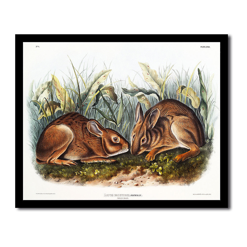 Marsh Hare by John J. Audubon