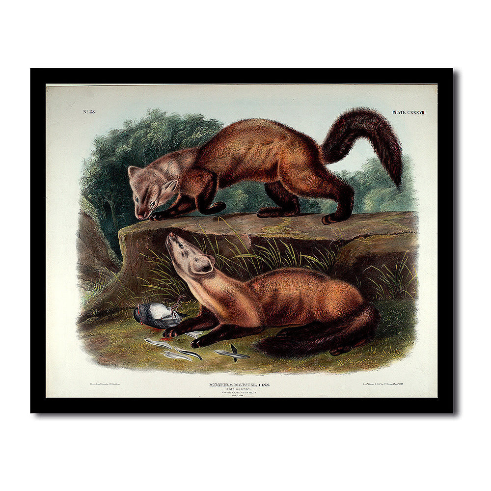 Neotoma Drummondii by John J. Audubon