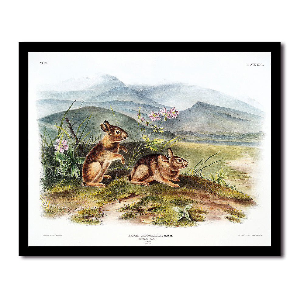 Nuttall's Hare by John J. Audubon