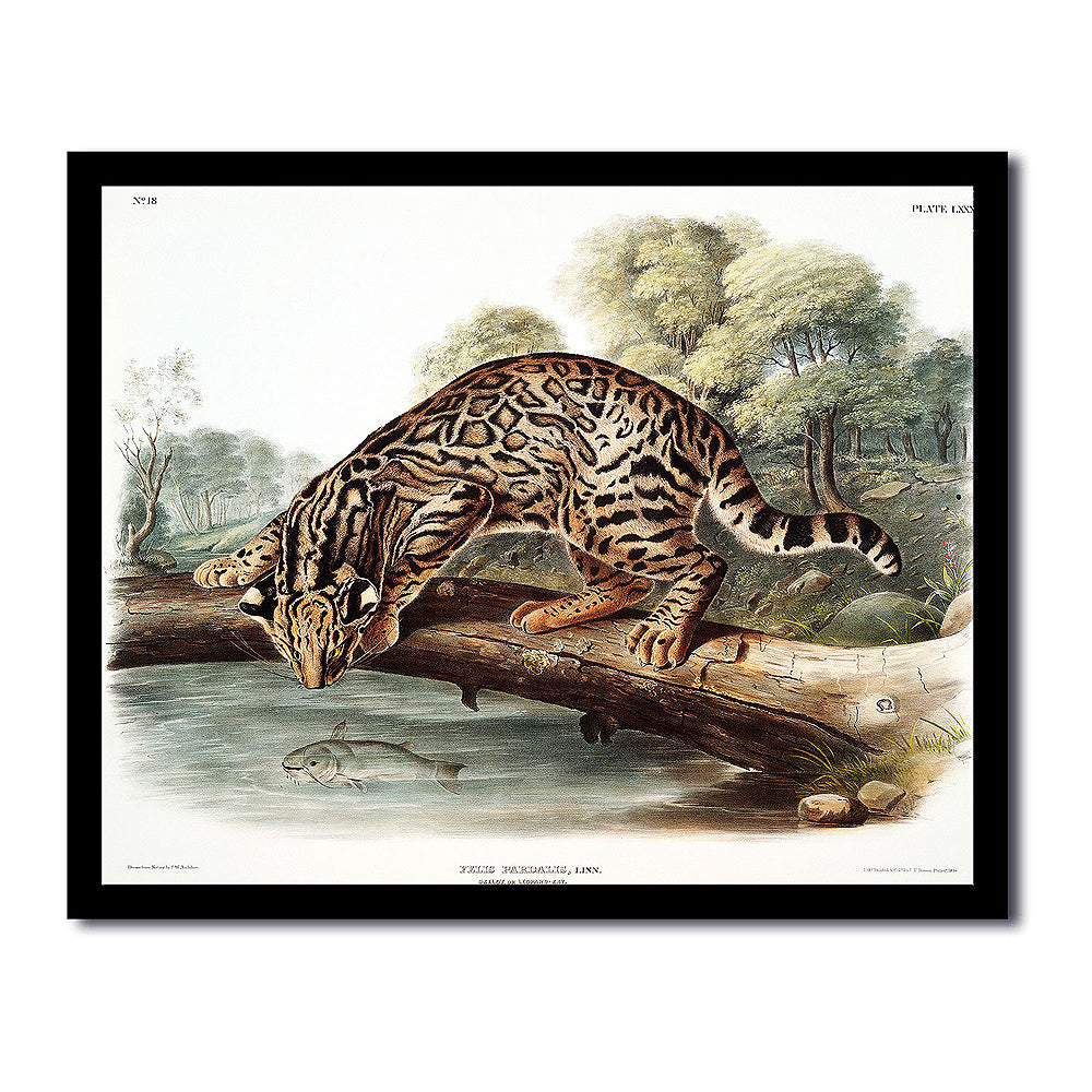 Ocelot or Leopard-Cat by John J. Audubon