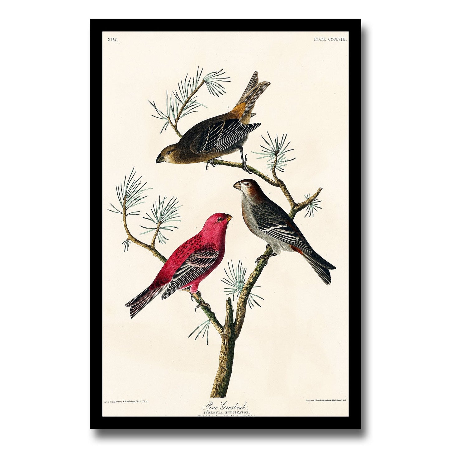 Pine Grosbeak by John J. Audubon