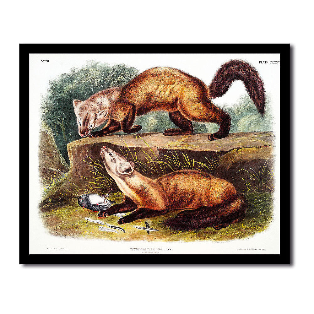 Pine Marten by John J. Audubon