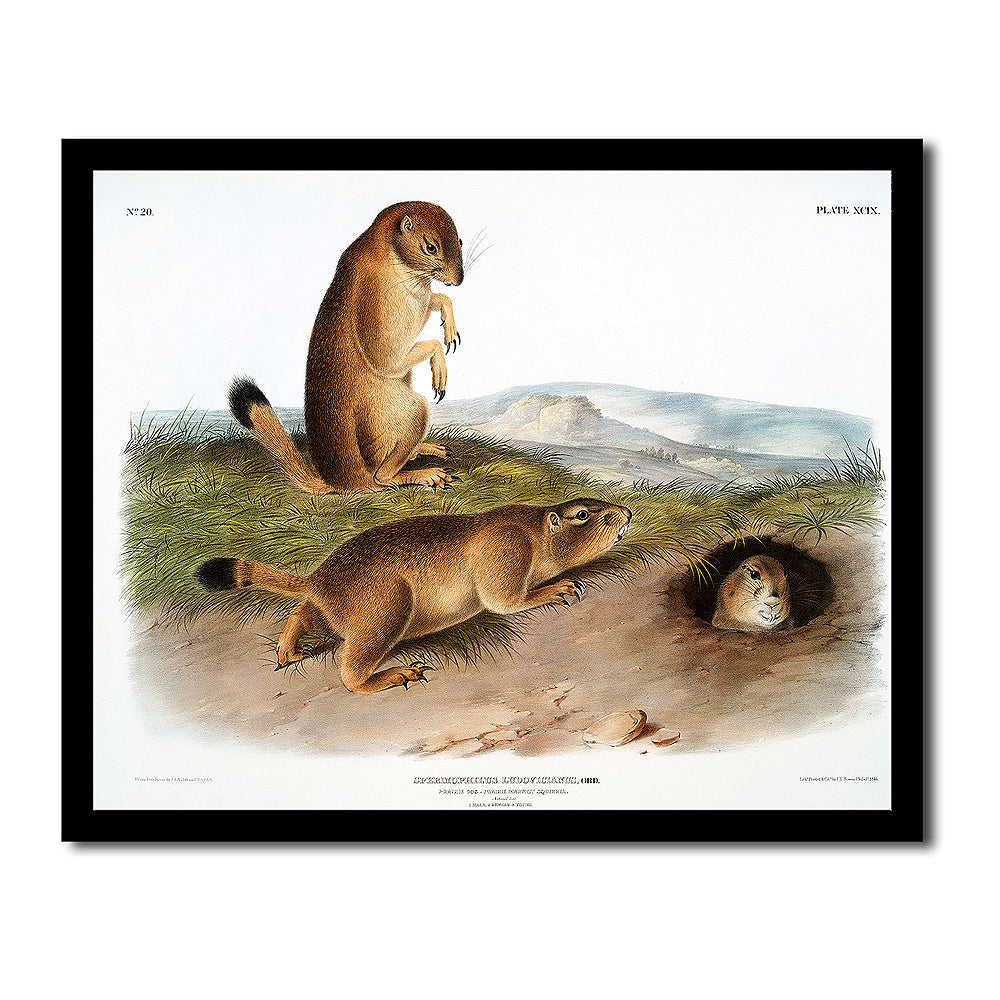 Prairie Dog by John J. Audubon