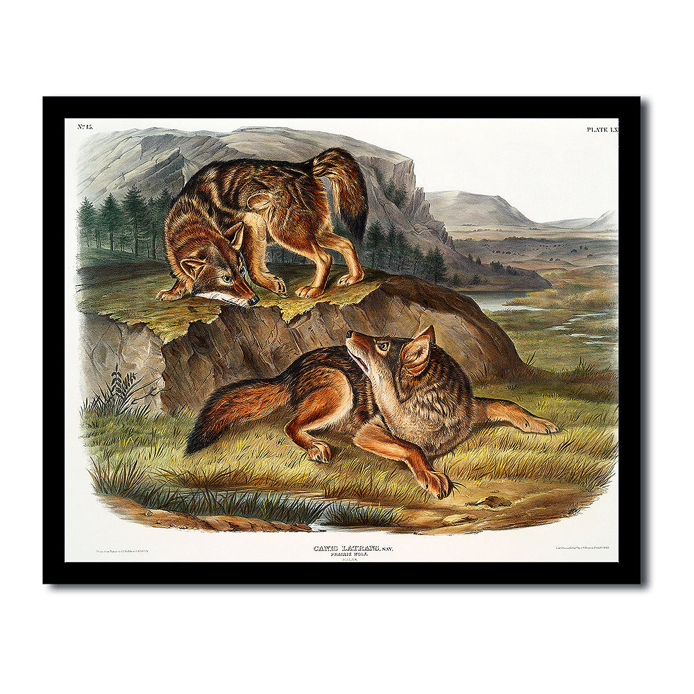 Prairie Wolf by John J. Audubon