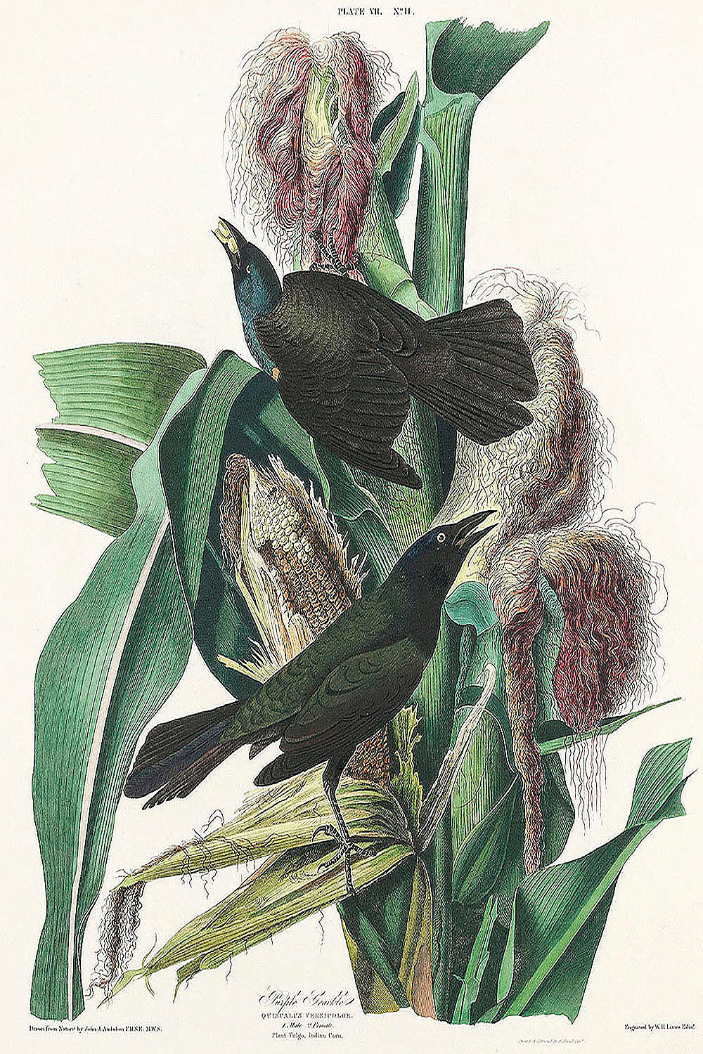 Purple Grakle or Common Crow Blackbird from Birds of America (1827) by John James Audubon