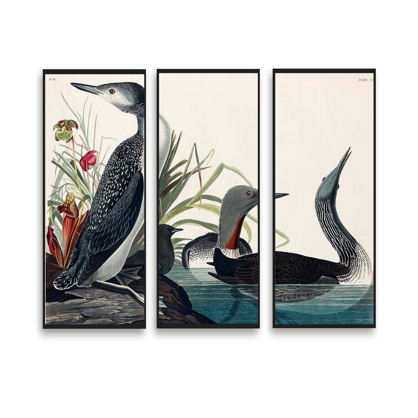 Red-Throated Diver by John J. Audubon | Choose Style | Size & Trim Color