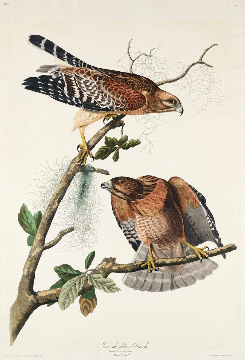 Red-shouldered Hawk from Birds of America (1827) by John James Audubon