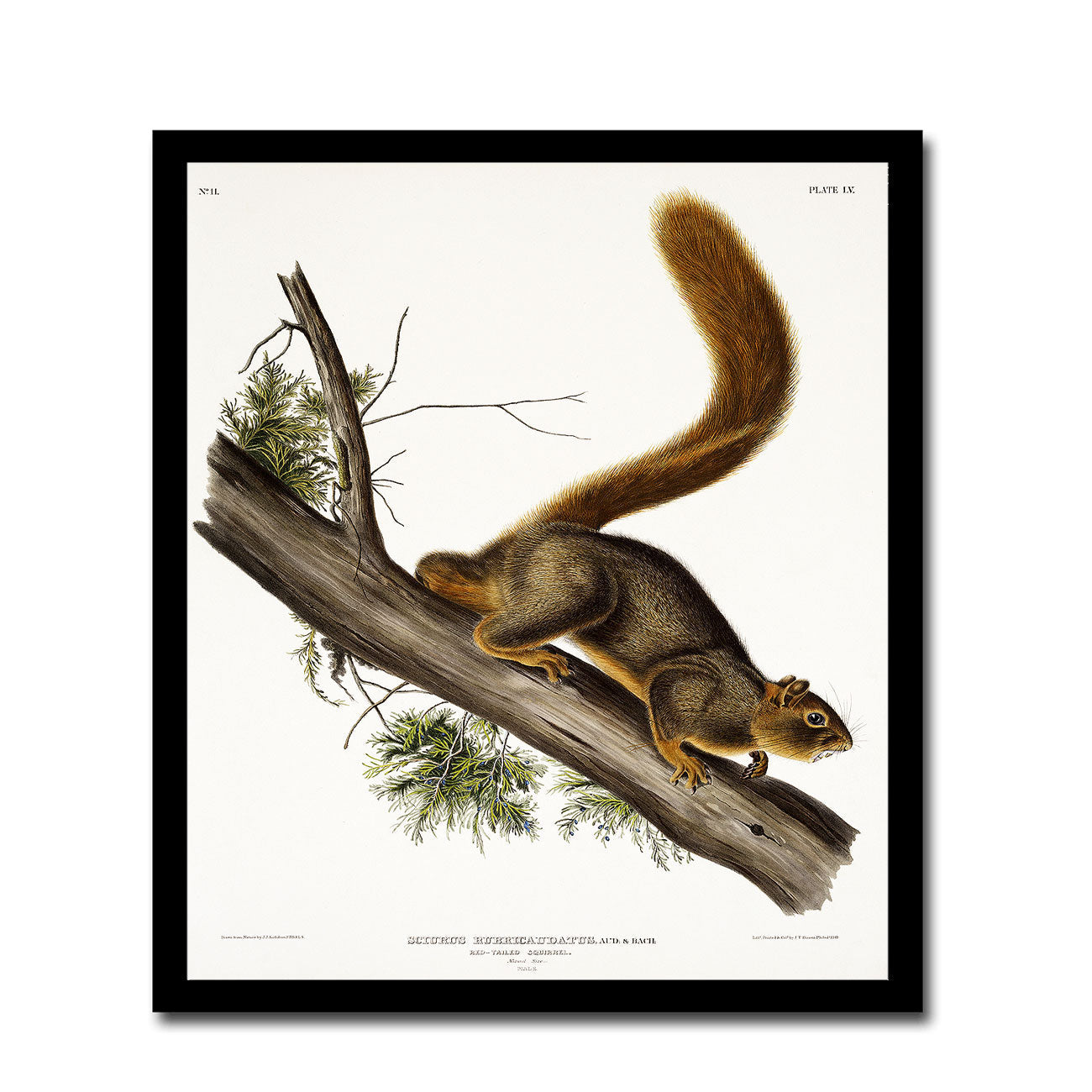 Red-tailed Squirrel by John J. Audubon
