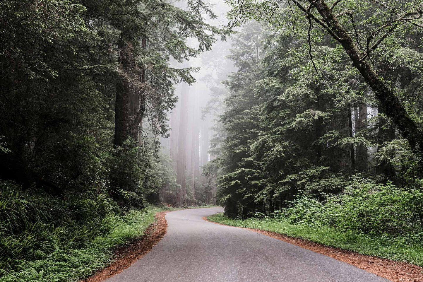 Redwood State and National Park | Choose Style | Size & Trim Color