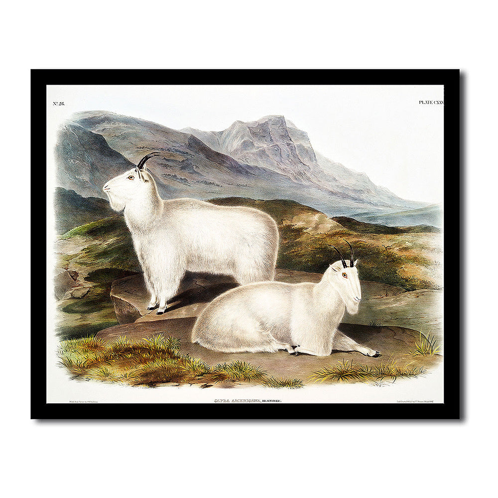 Rocky Mountain Goat by John J. Audubon