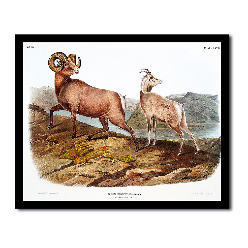 Rocky Mountain Sheep by John J. Audubon