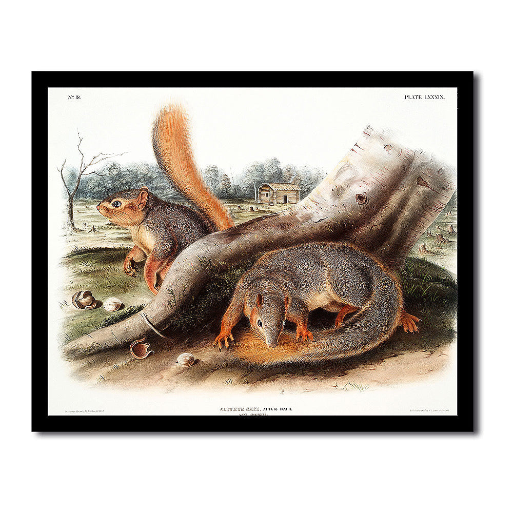Say's Squirrel by John J. Audubon