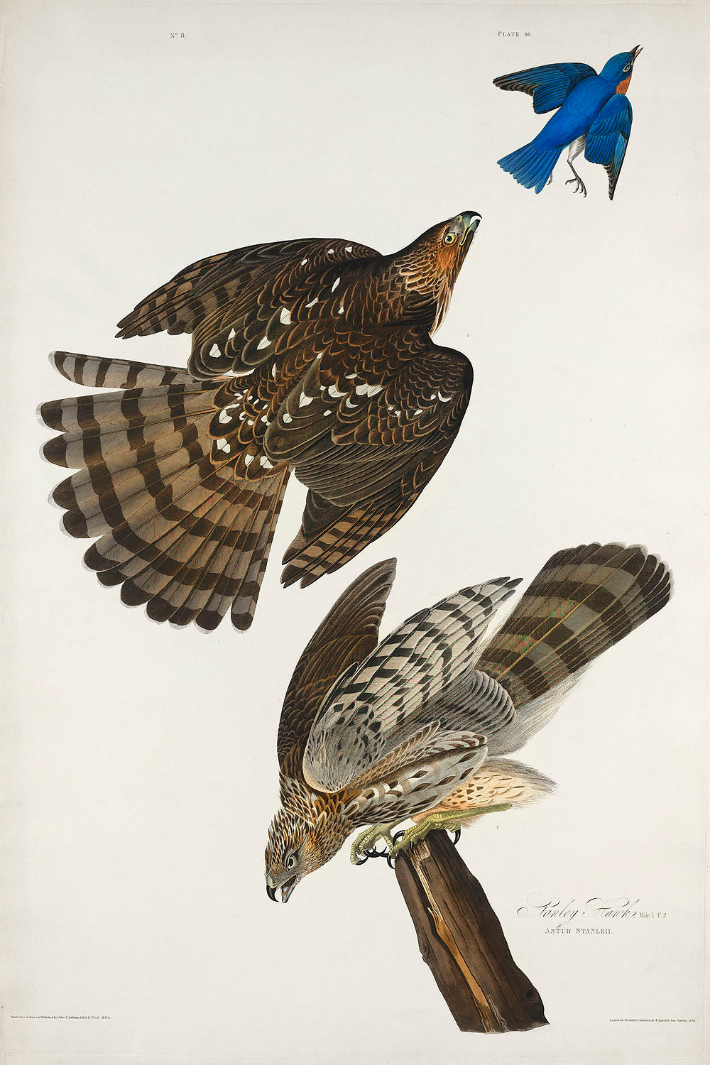 Stanley Hawk from Birds of America (1827) by John James Audubon