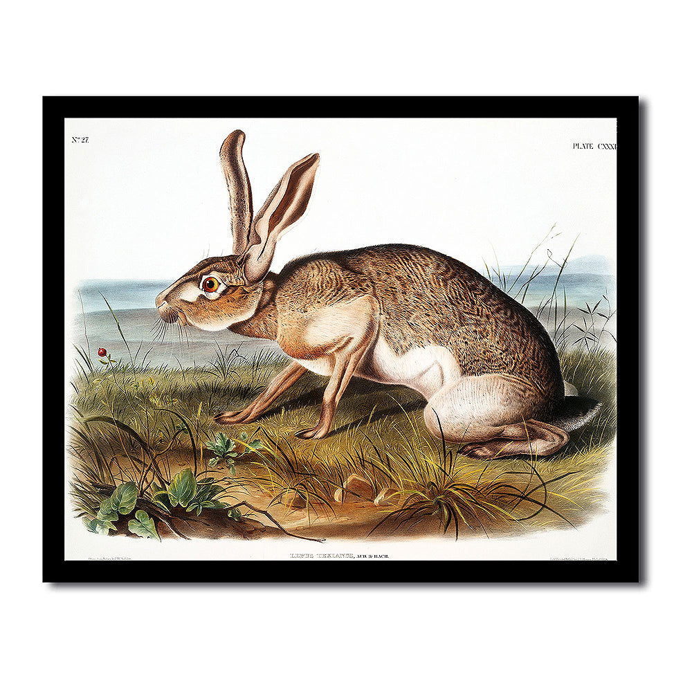 Texian Hare by John J. Audubon