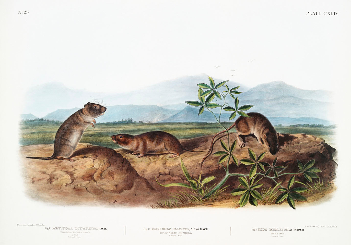 Townsend's Arvicola , Sharp-nosed Arvicola, and Bank Rat by John James Audubon