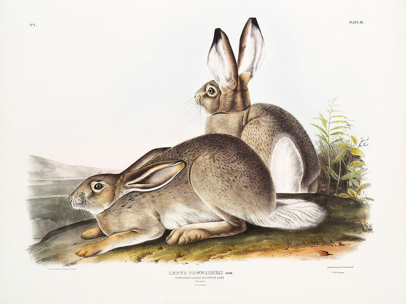 Townsend's Rocky Mountain Hare (Lepus Townsendii) by John James Audubon