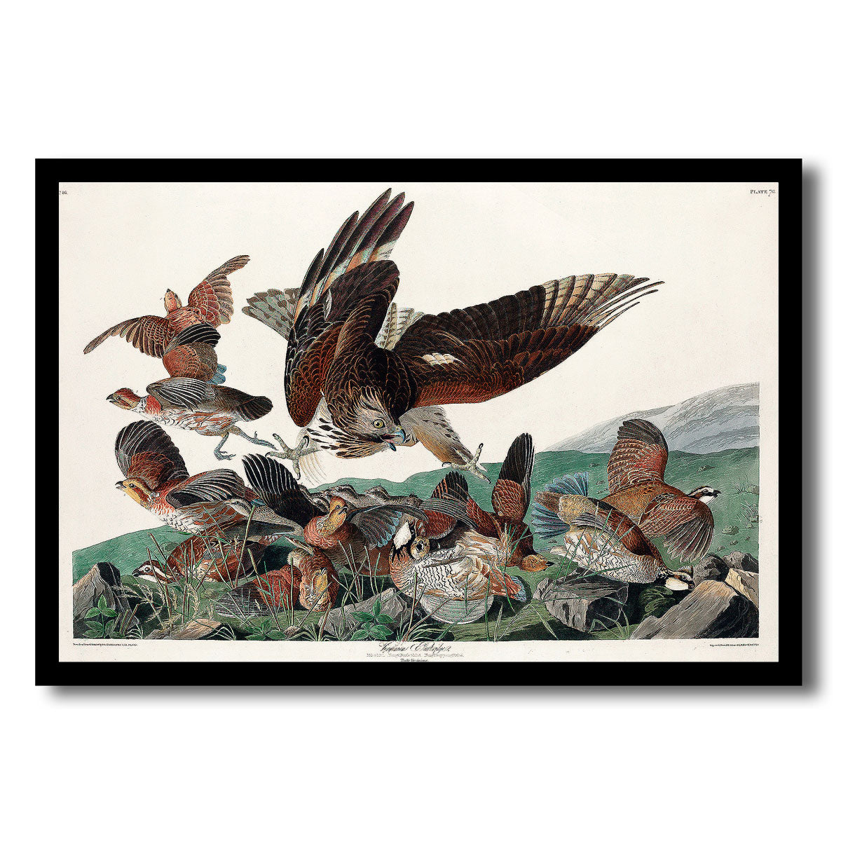 Virginian Partridge by John J. Audubon