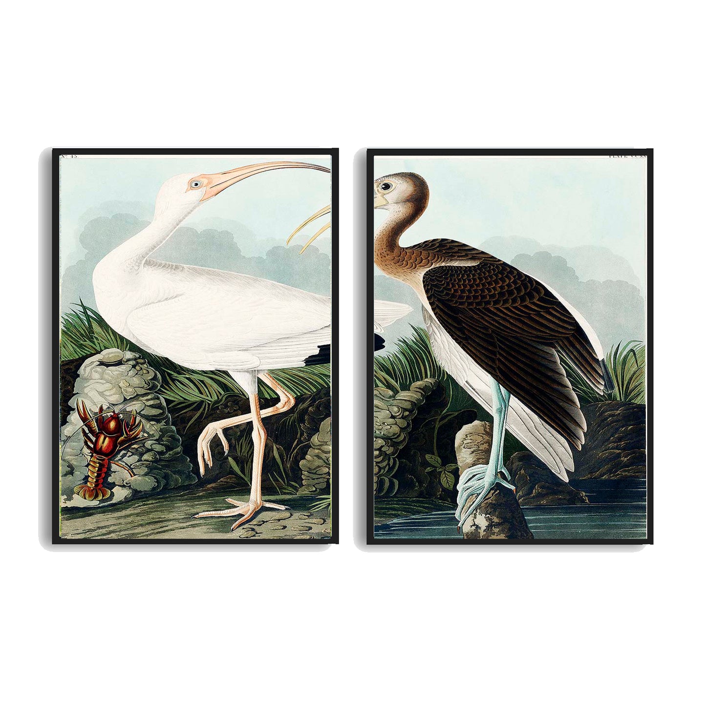 White Ibis from Birds by John J. Audubon | Choose Style | Size & Trim Color