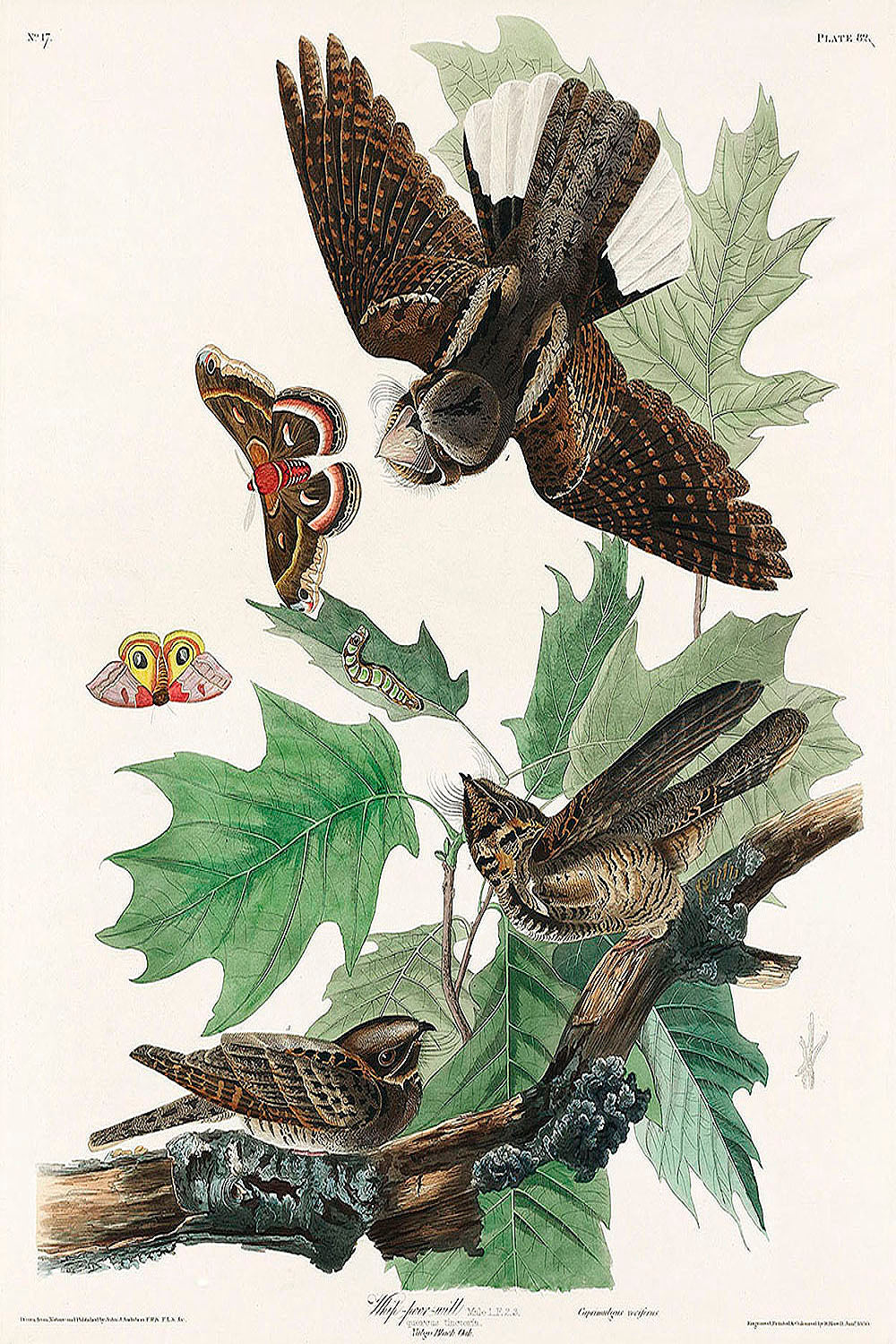 Whip-poor-will from Birds of America (1827) by John James Audubon