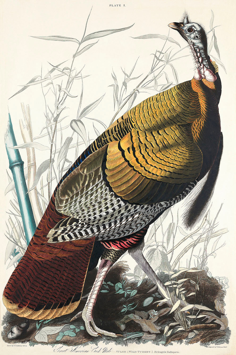 Wild Turkey or Great American Cock from Birds of America (1827) by John James Audubon