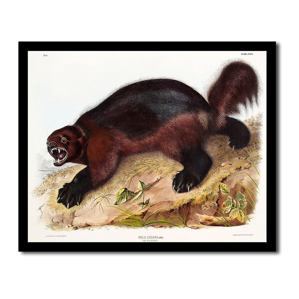 Wolverine by John J. Audubon