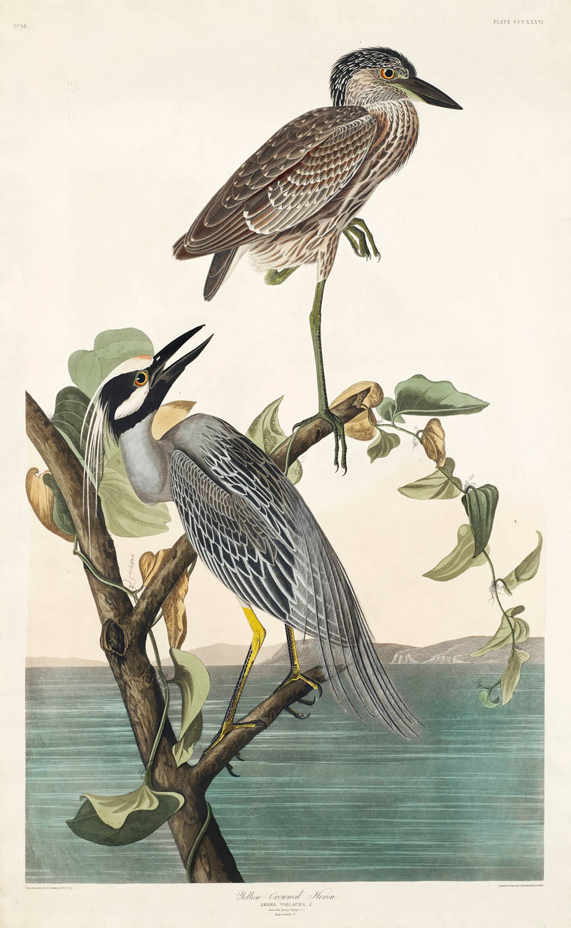 Yellow-Crowned Heron from Birds of America (1827) by John James Audubon