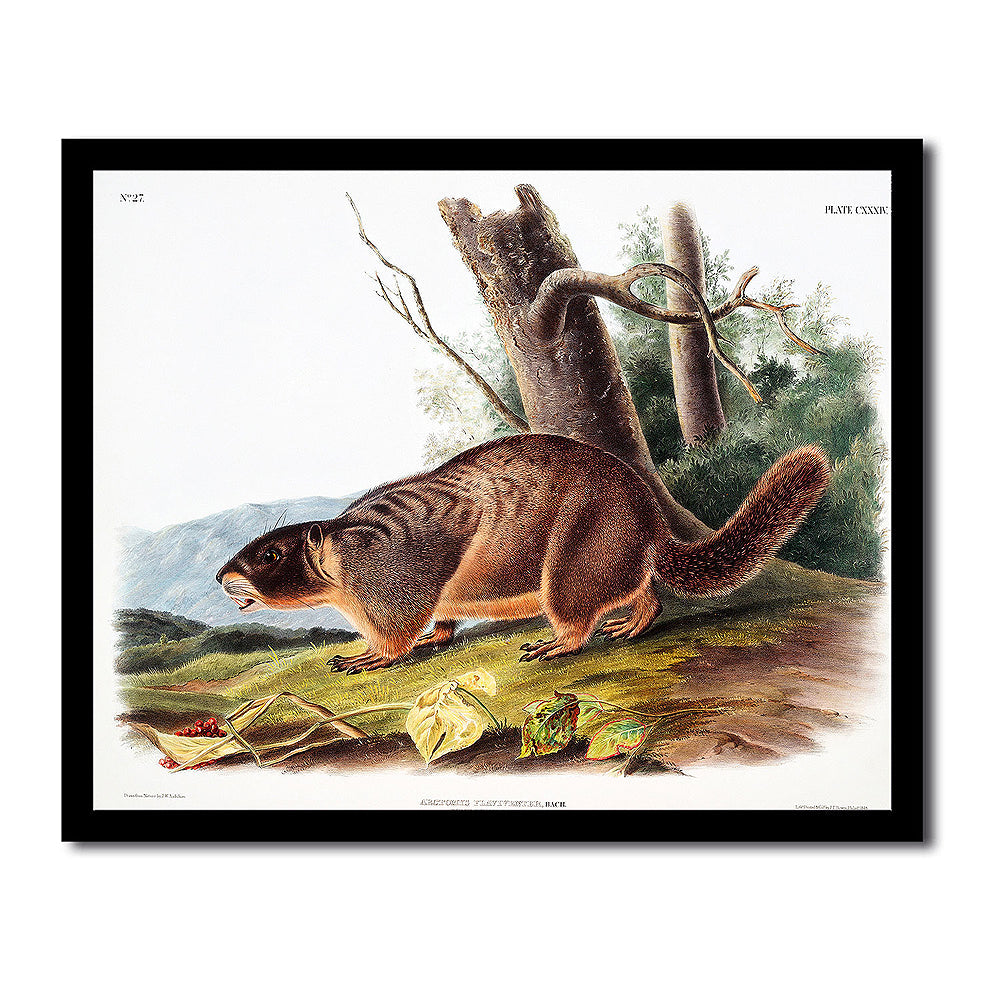 Yellow-bellied Marmot by John J. Audubon
