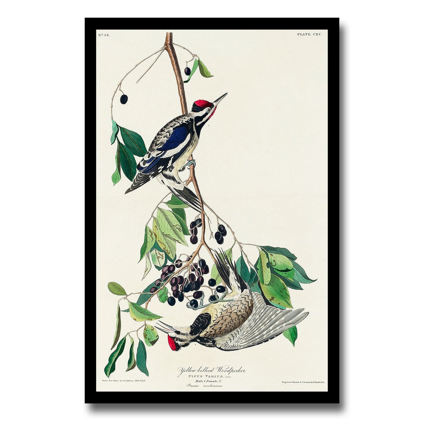 Yellow bellied Woodpecker by John J. Audubon