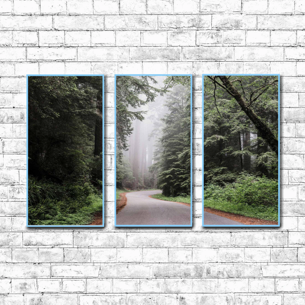 Redwood State and National Park