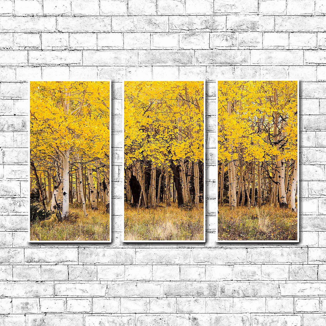 Fall Aspen in San Juan County Colorado