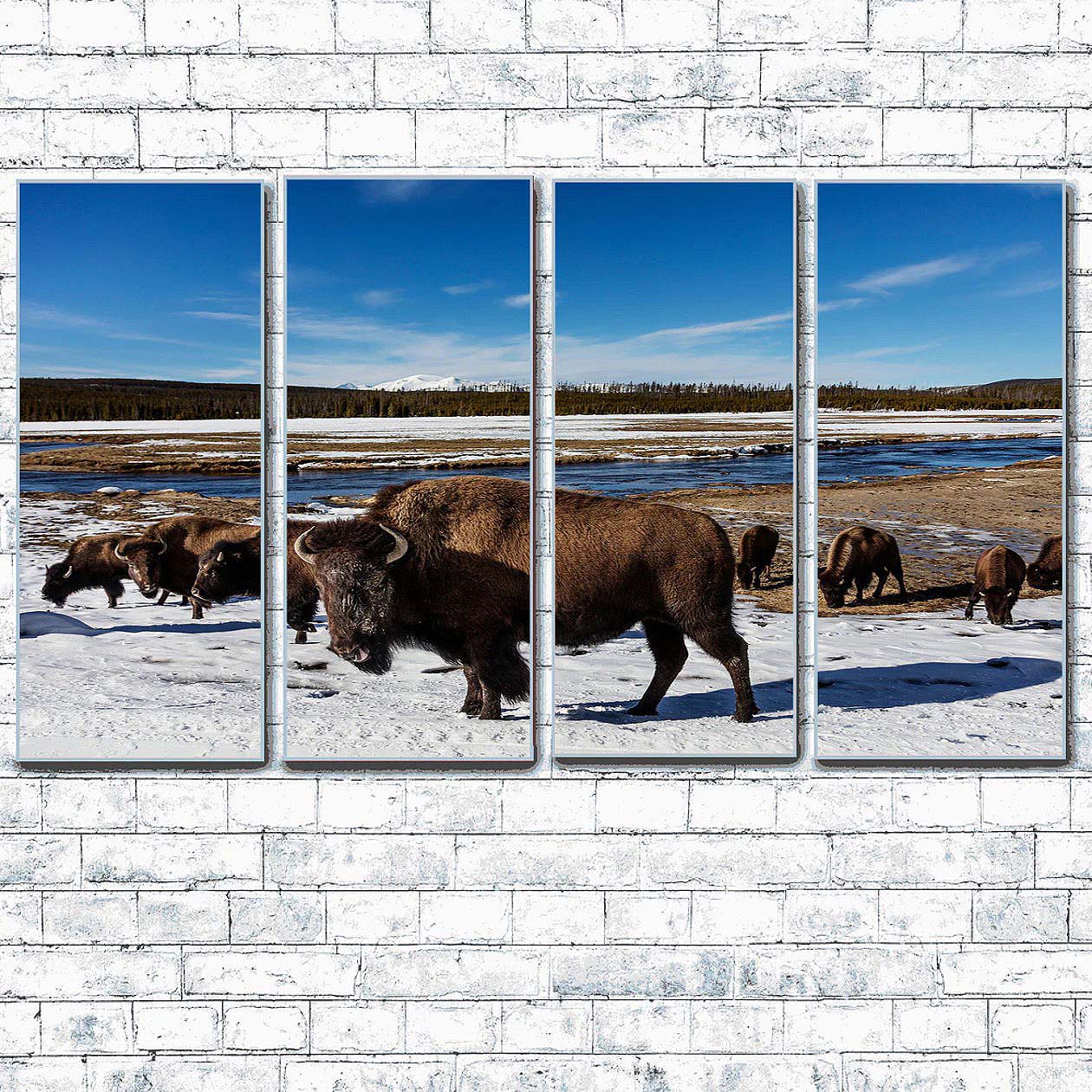 American Bison at Yellowstone