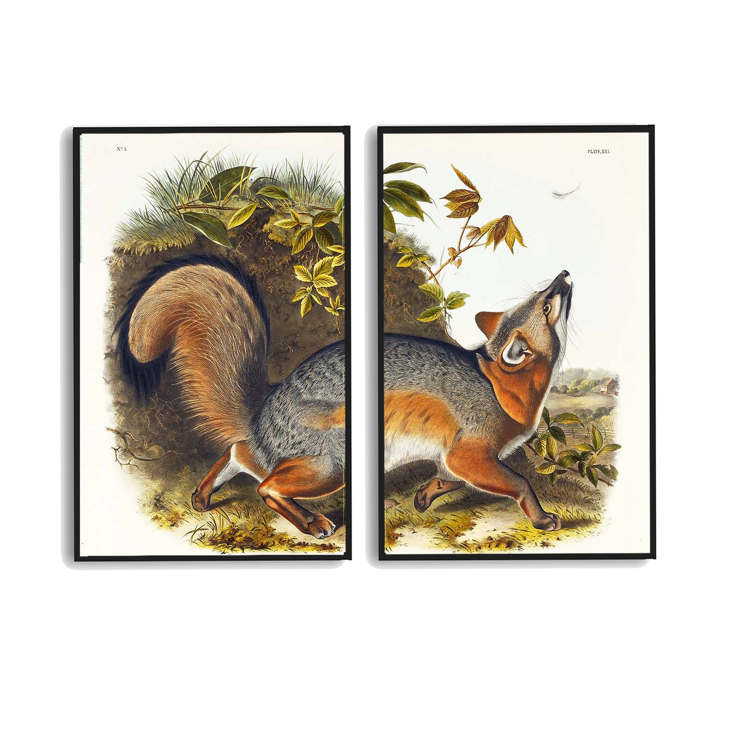 Red Fox by John J. Audubon | Choose Style | Size & Trim Color