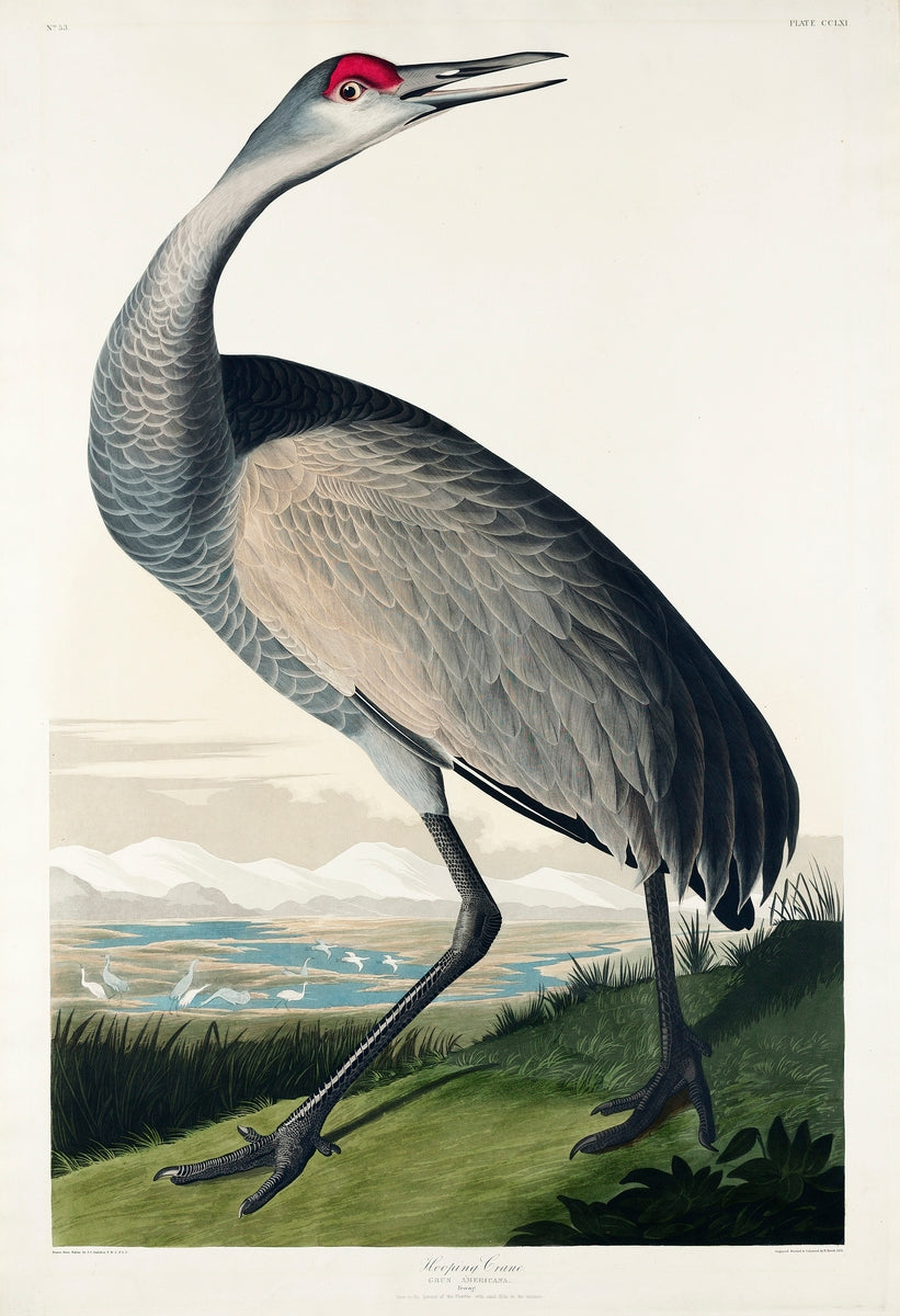 Hooping Crane from Birds of America (1827) by John James Audubon