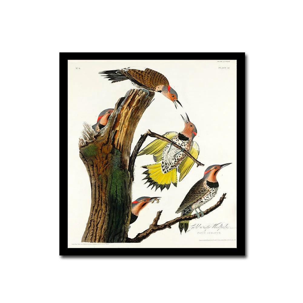 Golden-winged Woodpecker by John J. Audubon