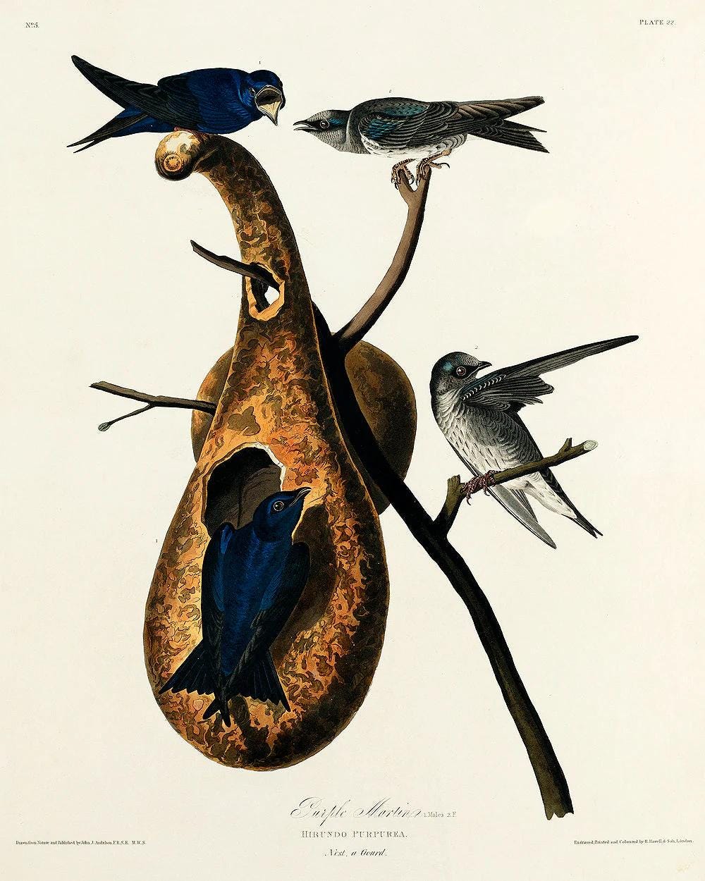 Purple Martin by John J. Audubon