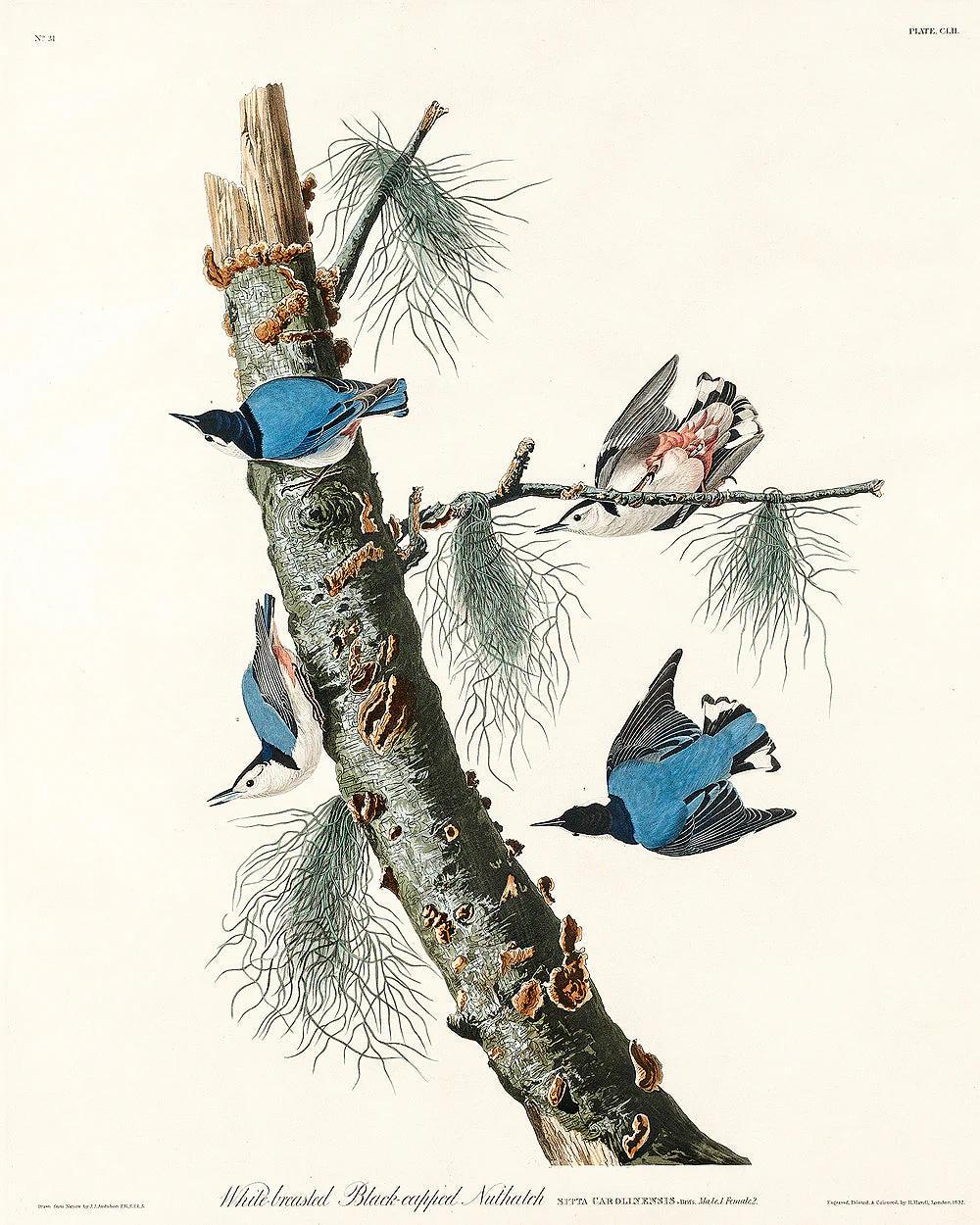 White-breasted Black-capped Nuthatch by John J. Audubon