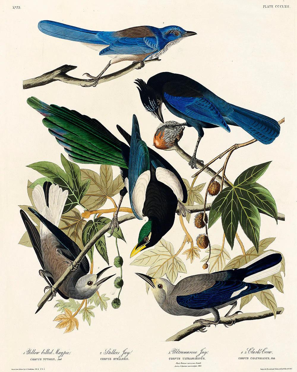 Yellow-Billed Magpie by John J. Audubon