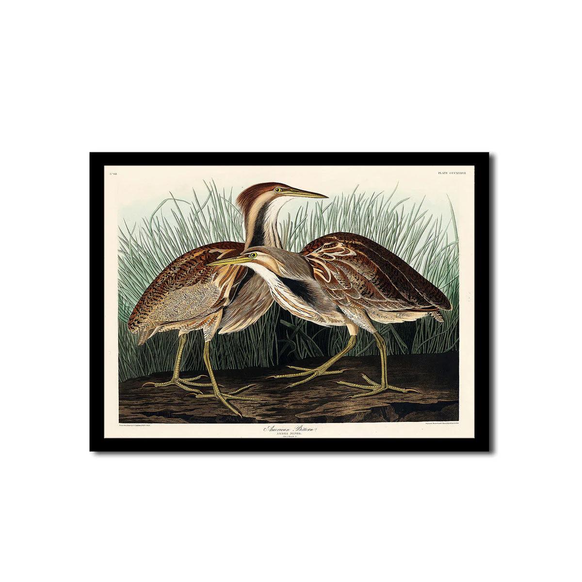 American Bittern by John J. Audubon