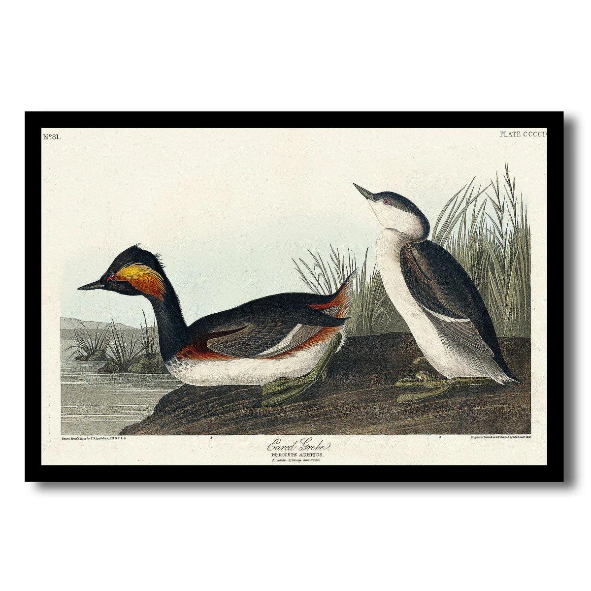 Eared Grebe by John J. Audubon