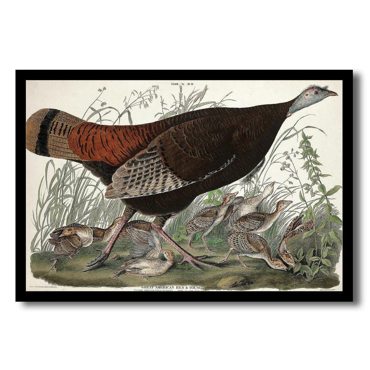 Great American Hen and Young by John J. Audubon