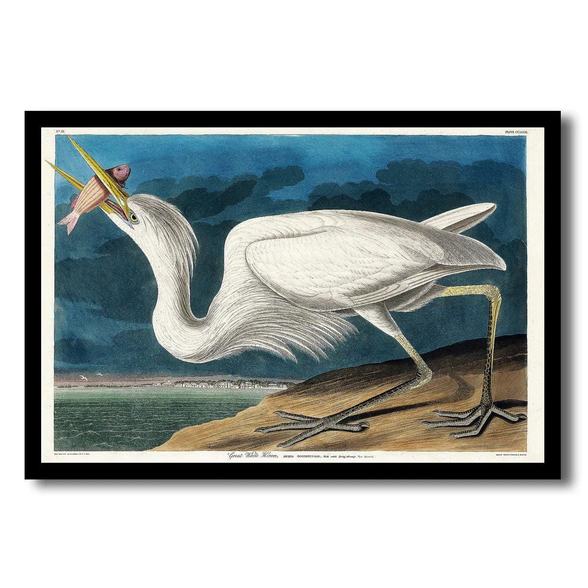 Great White Heron by John J. Audubon