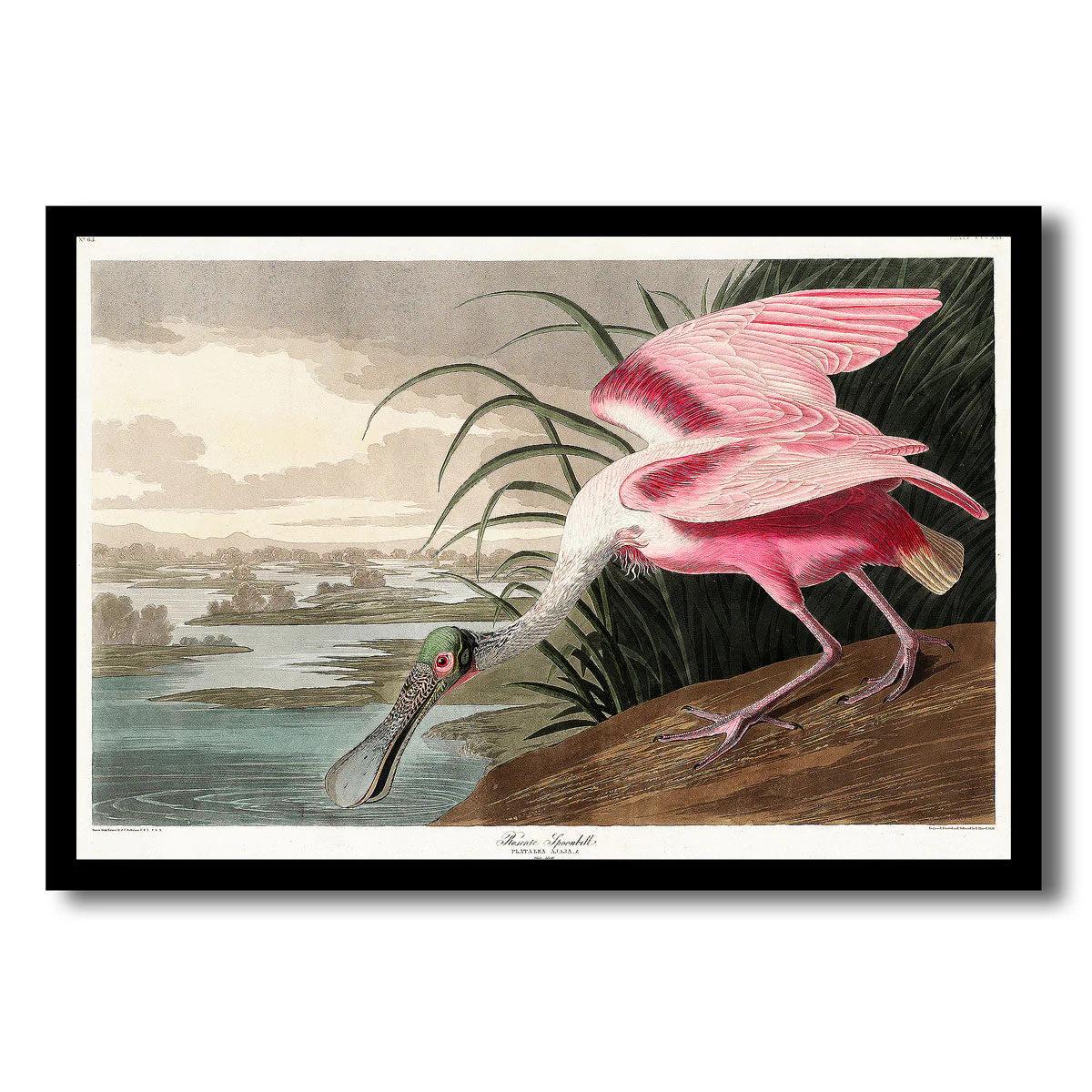 Roseate Spoonbill by John J. Audubon