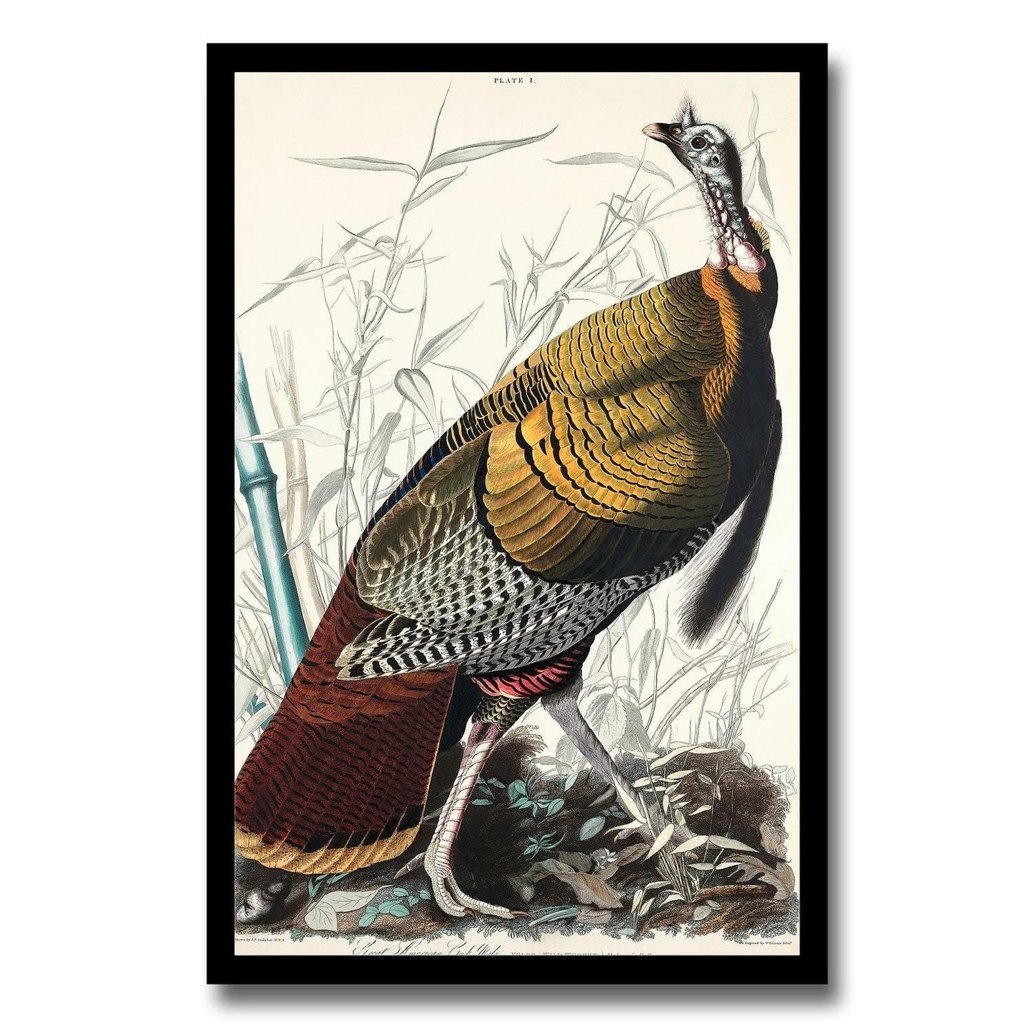 AA-Wild Turkey or Great American Cock by John J. Audubon
