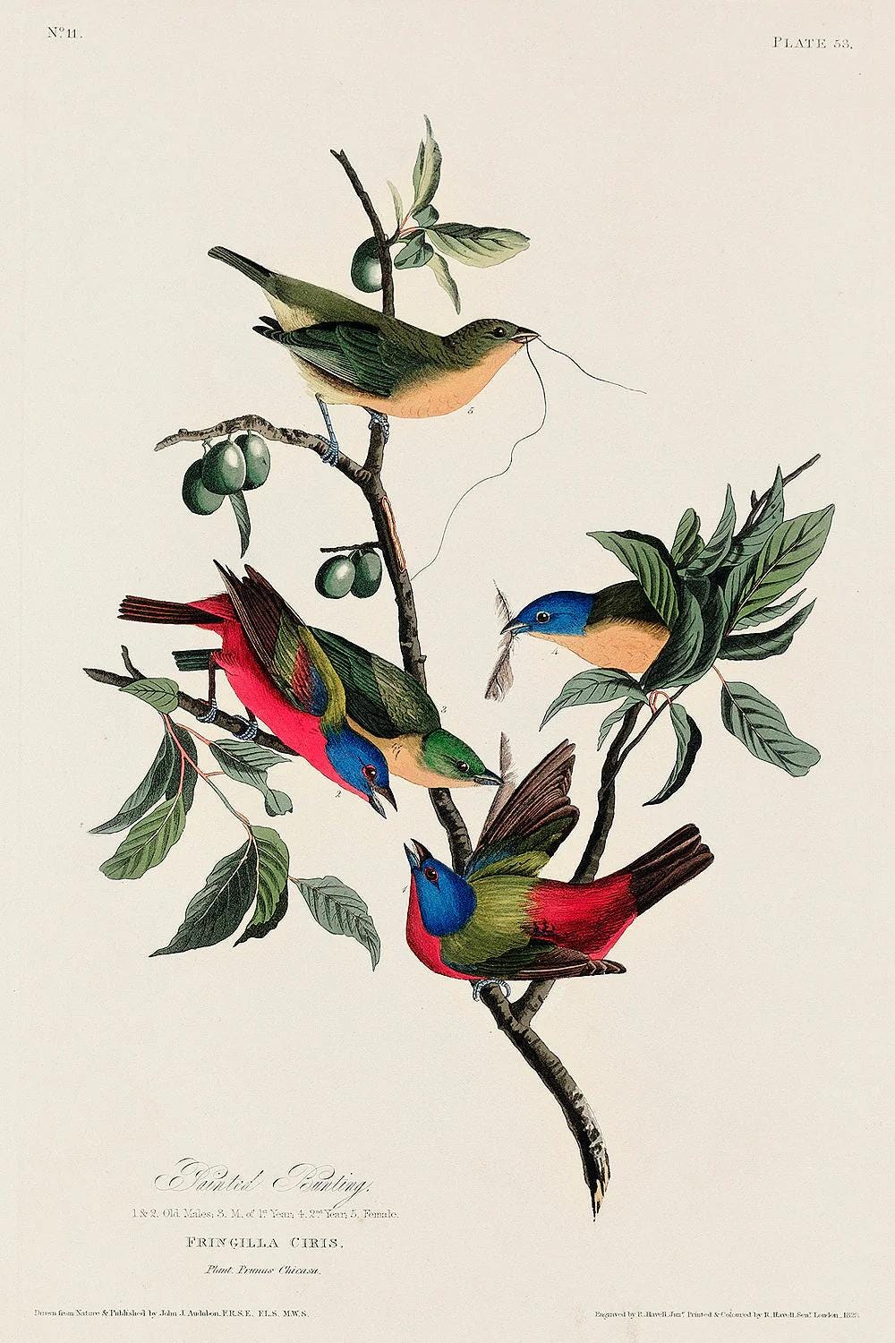 Painted Finch by John J. Audubon
