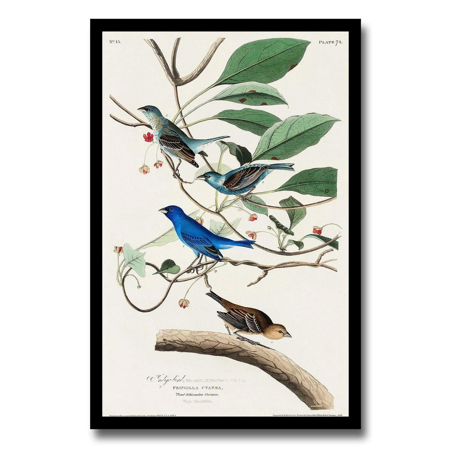 Indigo Bird by John J. Audubon