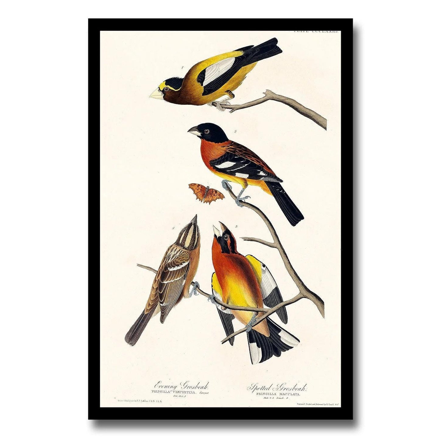 Evening Grosbeak and Spotted Grosbeak by John J. Audubon
