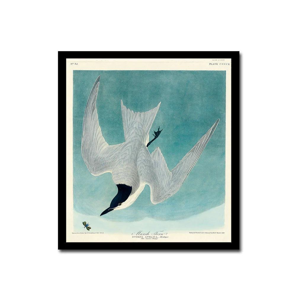 Marsh Tern by John J. Audubon